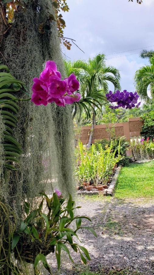Orchid Cottage Кингстон Экстерьер фото
