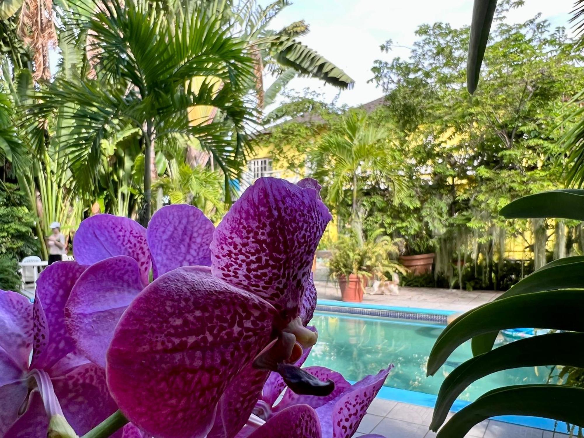 Orchid Cottage Кингстон Экстерьер фото