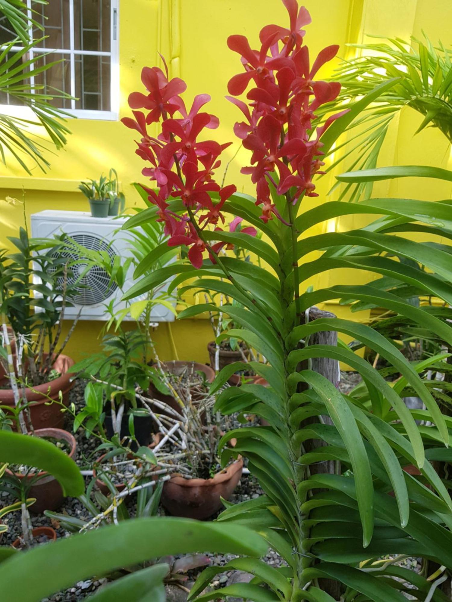 Orchid Cottage Кингстон Номер фото