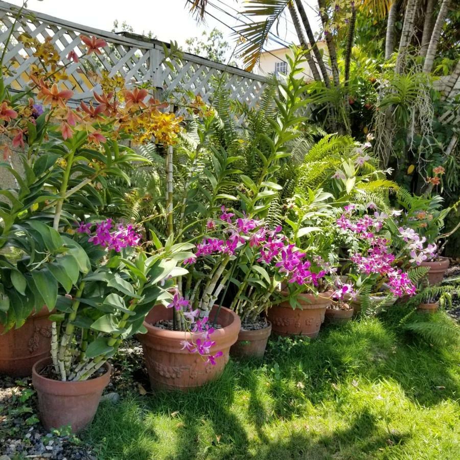 Orchid Cottage Кингстон Экстерьер фото
